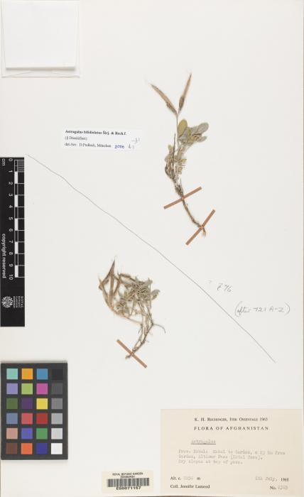 Astragalus bifoliolatus image
