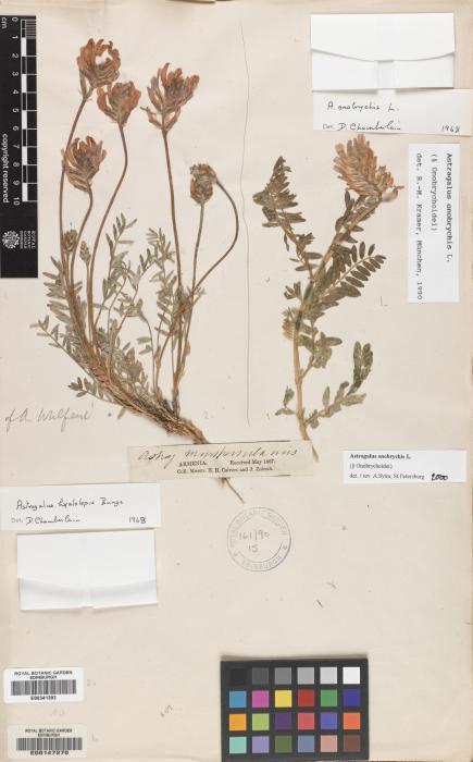 Astragalus multijugus image