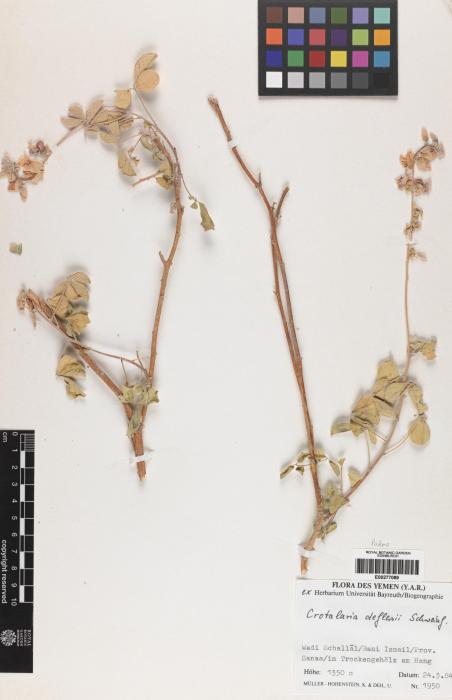 Crotalaria deflersii image