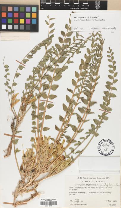 Astragalus aegobromus image