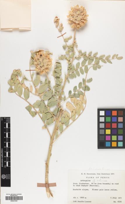 Astragalus echinops image