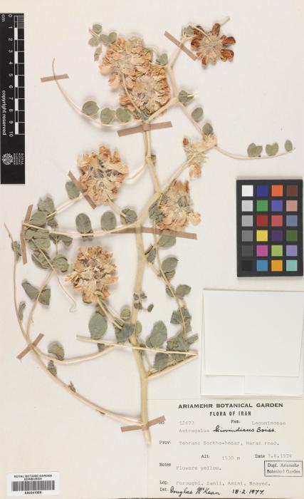Astragalus kirrindicus image