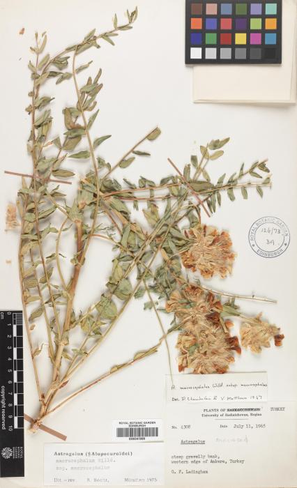 Astragalus macrocephalus subsp. macrocephalus image