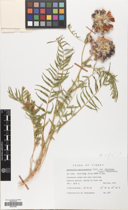 Astragalus macrocephalus image