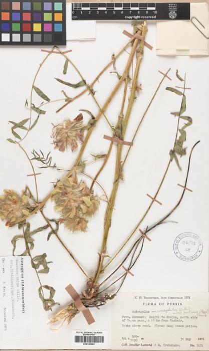 Astragalus macrocephalus subsp. finitimus image
