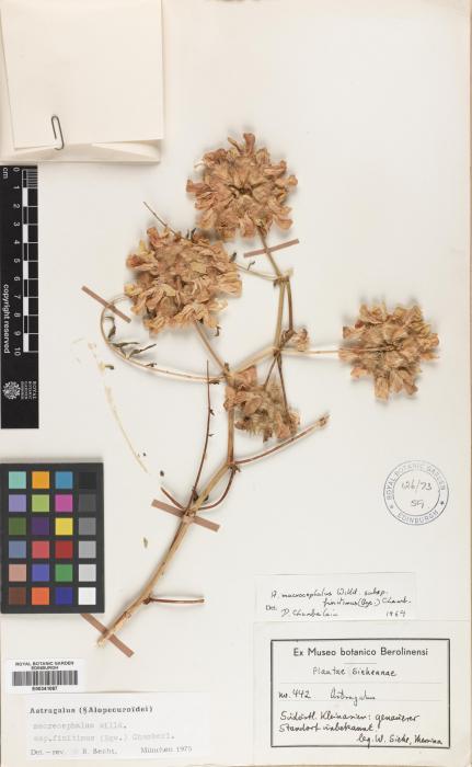 Astragalus macrocephalus image