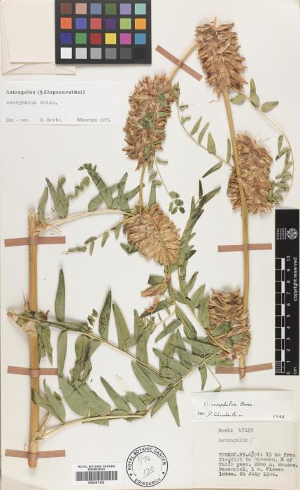 Astragalus oocephalus image