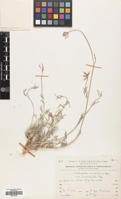 Astragalus mossulensis image