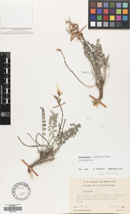 Astragalus cerasinus image