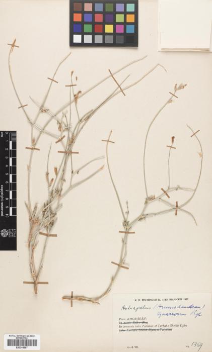 Astragalus squarrosus image