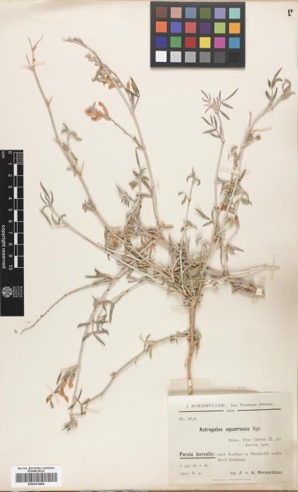 Astragalus squarrosus image