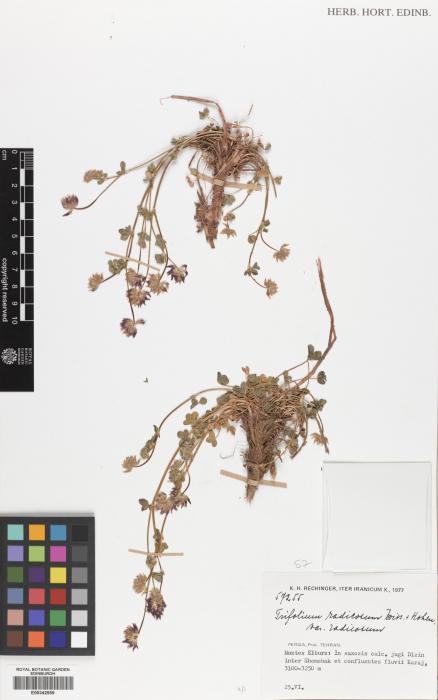 Trifolium radicosum image