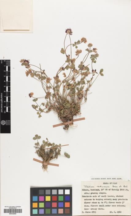 Trifolium radicosum var. guestii image