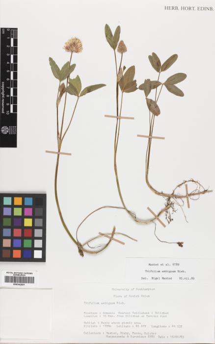 Trifolium ambiguum image