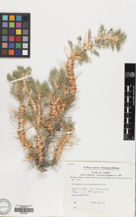 Astragalus microcephalus image