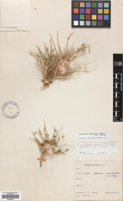 Astragalus cephalotes image
