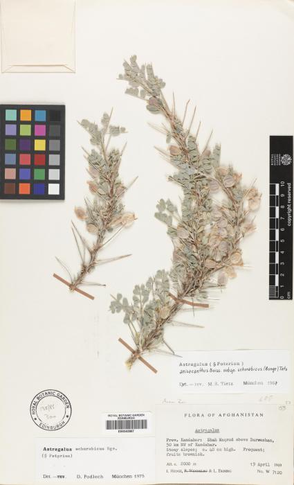 Astragalus anisacanthus subsp. schurabicus image