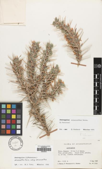 Astragalus anisacanthus image