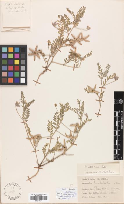 Astragalus asterias image
