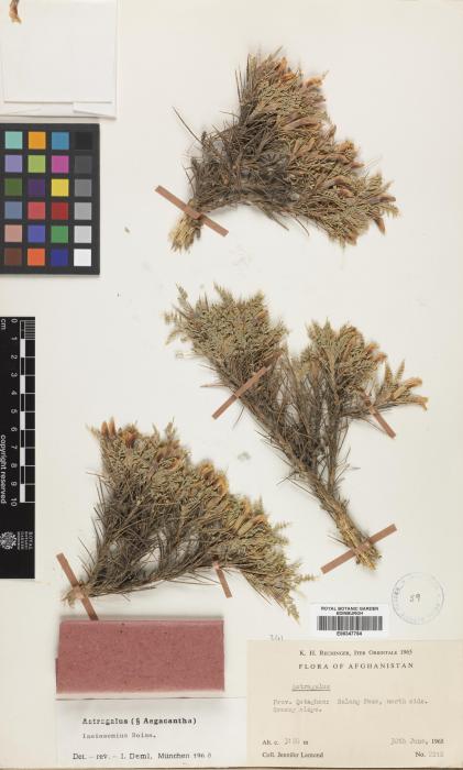 Astragalus leptus image