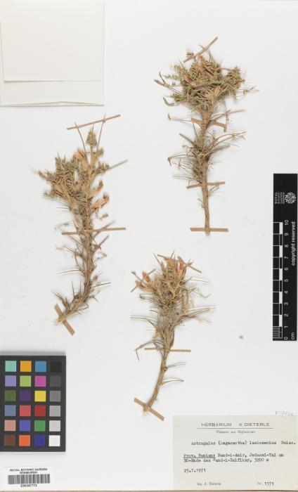 Astragalus bamianicus image
