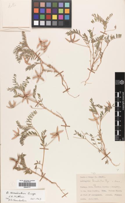 Astragalus triradiatus image