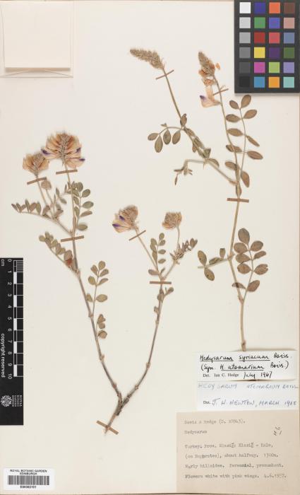 Hedysarum varium subsp. syriacum image
