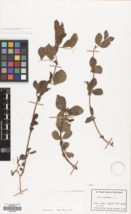 Vicia serratifolia image