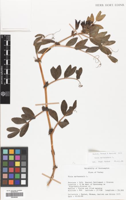 Vicia narbonensis image
