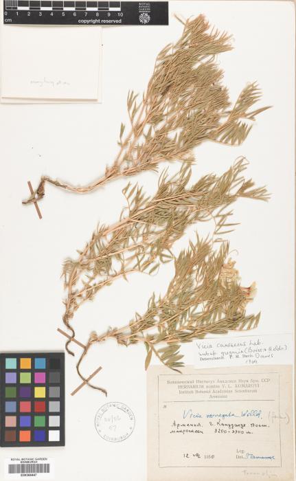 Vicia canescens subsp. gregaria image