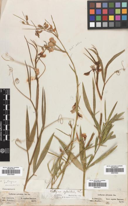 Lathyrus annuus image