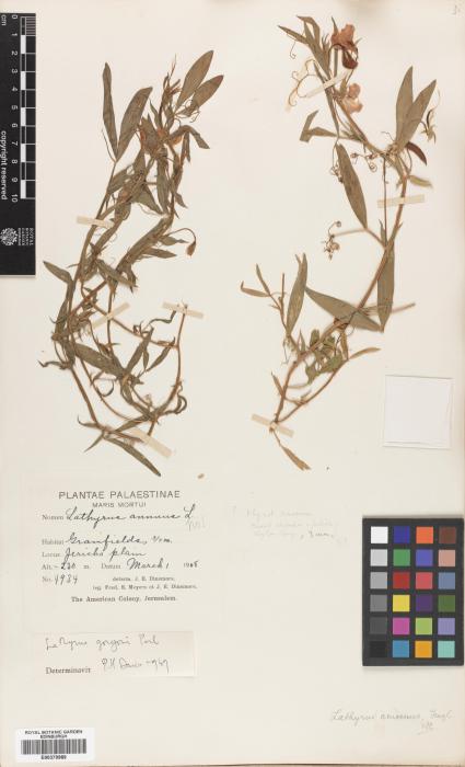 Lathyrus gorgonii image