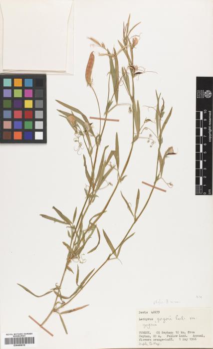 Lathyrus gorgonii var. gorgonii image