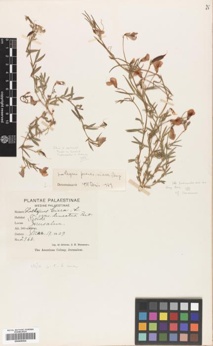 Lathyrus gorgonii var. lineatus image