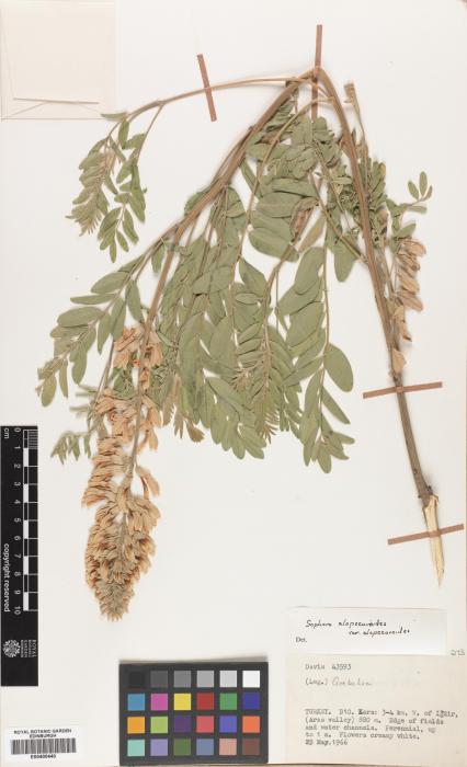 Sophora alopecuroides subsp. alopecuroides image