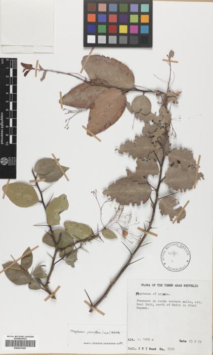 Gymnosporia parviflora image