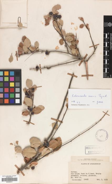Cotoneaster suavis image
