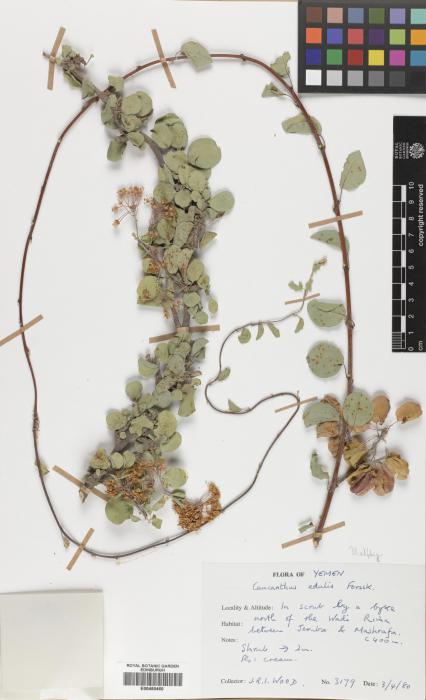 Caucanthus edulis image