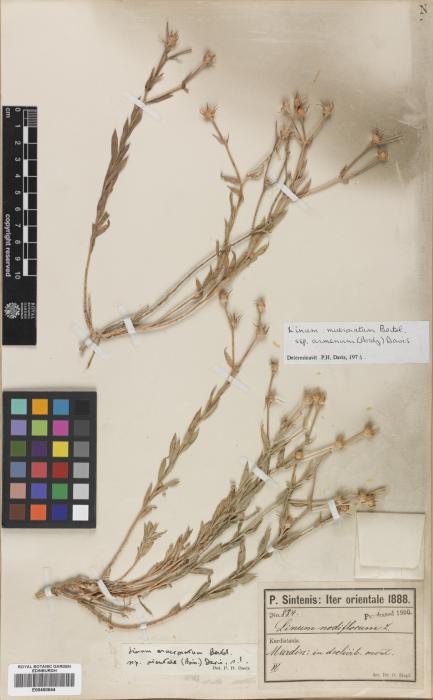 Linum mucronatum subsp. armenum image