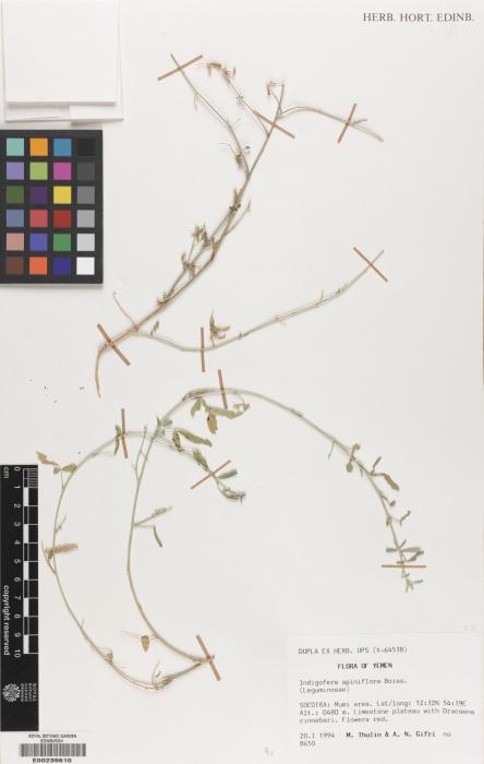Indigofera spiniflora image