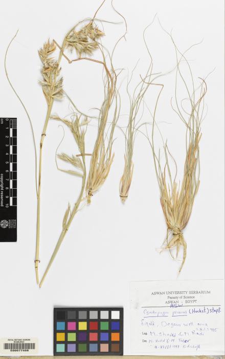 Cymbopogon schoenanthus image