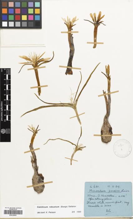 Colchicum aitchisonii image
