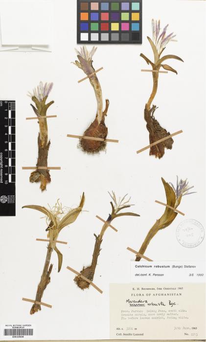 Colchicum aitchisonii image
