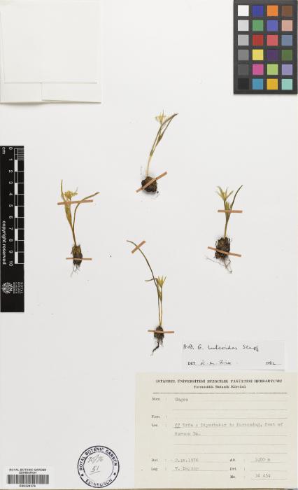 Gagea linearifolia image
