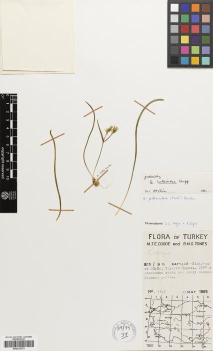 Gagea linearifolia image