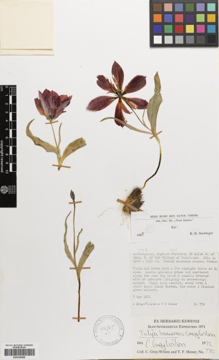 Tulipa banuensis image