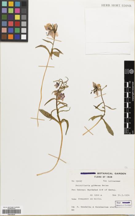 Fritillaria gibbosa image