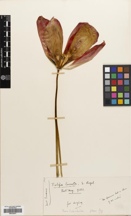 Tulipa lanata image