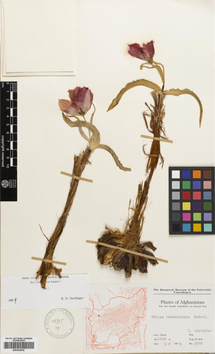 Tulipa lehmanniana image