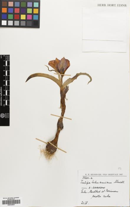 Tulipa image